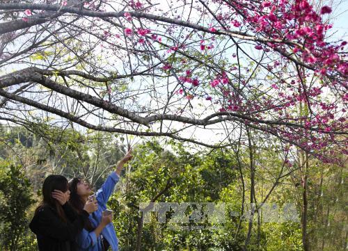 Đầu Xuân, khách du lịch đến Điện Biên tăng mạnh 